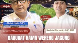 Darurat Hama Wereng Jagung Kepung Kota Bima: Masyarakat Resah, Dinas Pertanian Dan DLH Dinilai Tutup Mata!