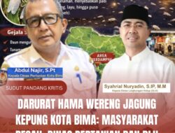 Darurat Hama Wereng Jagung Kepung Kota Bima: Masyarakat Resah, Dinas Pertanian Dan DLH Dinilai Tutup Mata!